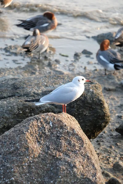 Vertical Shot White Seagull Perched Rock Beach — Stockfoto