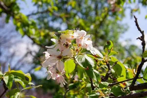 Квіти Яблуні Крупним Планом Вибраний Фокус — стокове фото