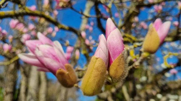 Closeup Shot Tree Pink Flower Buds Sunny Day — 스톡 사진