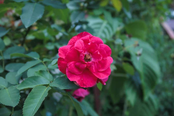 Eine Auswahl Einer Roten Rose Einem Garten — Stockfoto