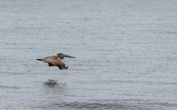 Closeup Shot Pelican Flying Water — Fotografia de Stock