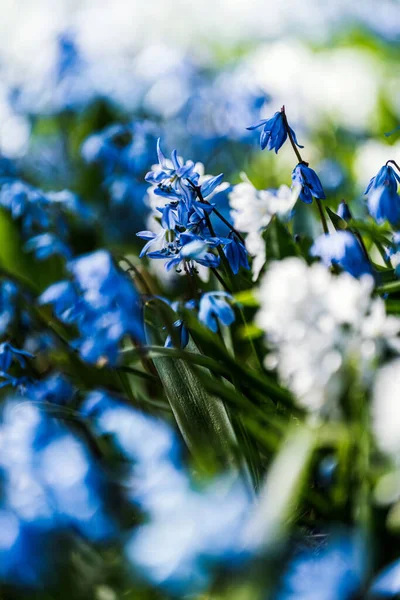 Beautiful Deep Blue Flowers Blooming — Stock Photo, Image