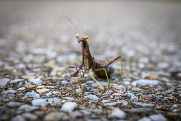 Closeup Preying Mantis Walking Pebbles Ground — Stock Photo, Image