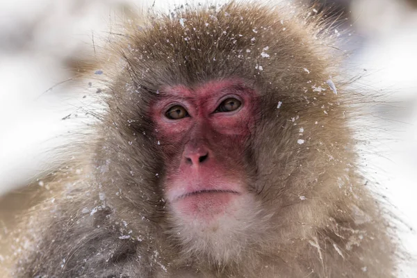 Şirin pembe suratlı bir maymunun yakın plan fotoğrafı.