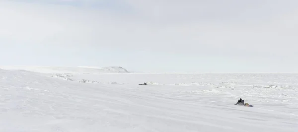 Two Snomaschines Travel Canadian Beaufort Sea Coast Yukon Late — Stockfoto