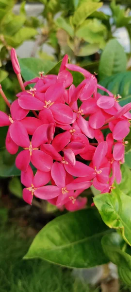 Vertical Closeup West Indian Jasmine Flowers Park Selected Focus — Stock Fotó