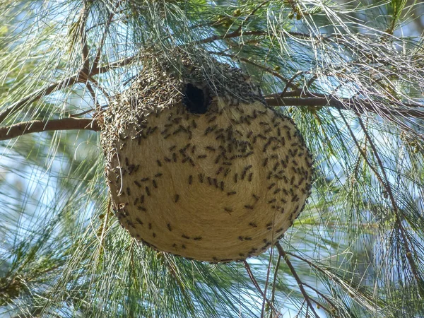 木に吊るされた大きな蜂の巣 — ストック写真