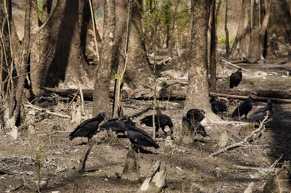Bir Grup Amerikan Kara Akbabası — Stok fotoğraf