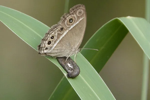 Foco Poco Profundo Una Mariposa Color Marrón Arbusto Marca Larga —  Fotos de Stock