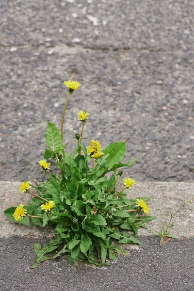 Yellow Dandelions Taraxacum Officinale Growing Asphalt — Stock Photo, Image