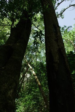 Güneş ışığı altında sık ağaçlar olan orman.