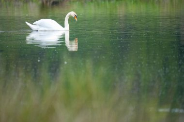 Gölde yüzen bir kuğunun yakın çekimi.