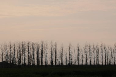 silhouette of a row of bare trees with cloudy sky