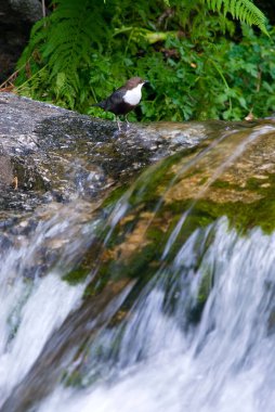 Bir kayanın üzerinde oturan bir balıkçının güzel bir görüntüsü.