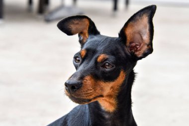 Mini Pinscher 'ın bulanık arkaplandaki yakın çekimi