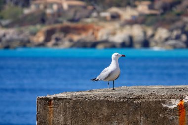 Resim, arka planda deniz ve Cala Ratjada kıyıları olan kayalık bir çıkıntıda bir martıyı gösteriyor.