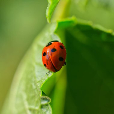 Yaprağın üzerindeki uğur böceğinin seçici odak noktası.