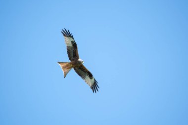 Mavi gökyüzünde süzülen açık kanatlı kırmızı uçurtmanın alçak açılı görüntüsü