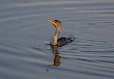 Gölde yürüyen bir Phalacrocorax kuşu.