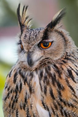 A closeup of a beautiful Eurasian eagle-owl looking at the camera