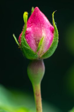 A vertical selective focus shot of a pink rose bud in a garden