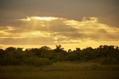 Florida Everglades 'te günbatımının sarı ışığıyla aydınlatılan ağaçlar ve çimlerle kaplı manzaralı bir arazi.