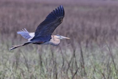 A beautiful shot of a great heron bird flying over a green natural field