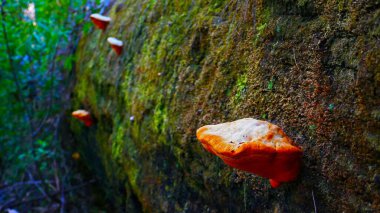 Pemberton 'da düşmüş bir kütükten portakal mantarı büyüyor..