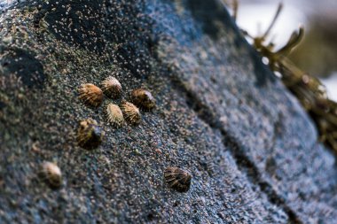 Bir kayaya bağlanmış deniz kabuğu sürüsü