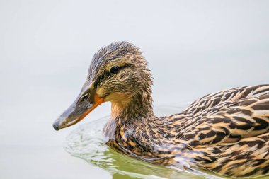Gölde yüzen bir Mallard ördeği