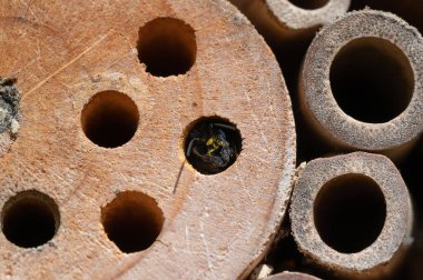 Delikte bir arı makro pozu.