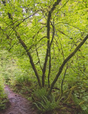 Yaz ormanındaki dar patikanın dikey görüntüsü..