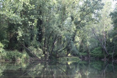 Ağaçların yansıması olan güzel bir nehir görüntüsü.