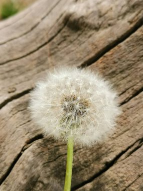 Tüylü bir karahindibanın yakın çekimi.