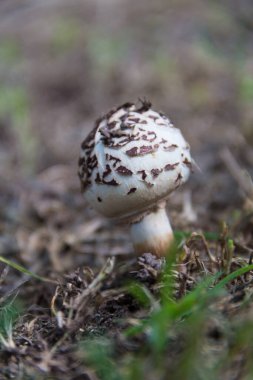 wild brown and white mushroom in the mountains of Cordoba, Argentina