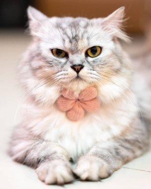 Yerde yatan bir kedinin dikey görüntüsü.