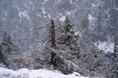 The winter landscape with snowy trees on the slope. California.