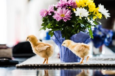 Masadaki mavi vazoda renkli bir çiçeğin yanında iki güzel pilicin yakın çekimi.