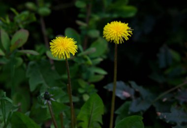 Seçici bir sarı karahindiba fotoğrafı.