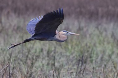 A beautiful shot of a great heron bird flying over a green natural field