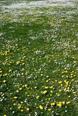 Bir tarlada güzel bir karahindiba.
