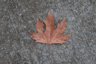 Yerdeki kuru bir yaprağın yakın plan çekimi.