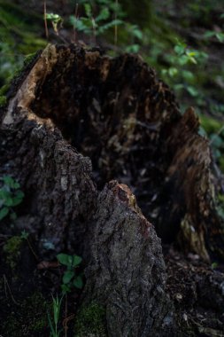 A vertical closeup shot of a rotting tree stump on a field