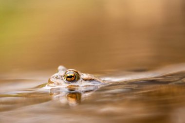 Bulanık bir arka planda, dere kenarında şirin bir kurbağanın yakın çekimi.