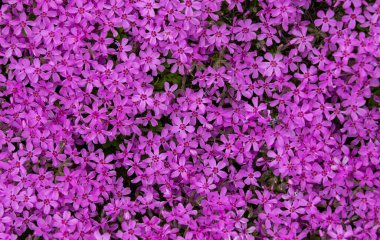 a close-up with many Phlox subulata flowers,wall, violet,
