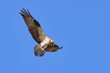 Mavi gökyüzünde uçan bir Osprey