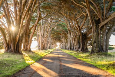 A beautiful shot of a path in the Cypress Tree Tunnel, Scenic spot in California, USA with sunlight