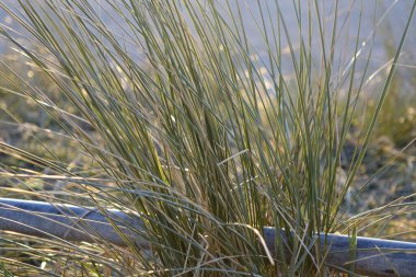Yakın plan: Kuzey Denizi kum tepelerindeki Marram otları (Ammophila arenası) rüzgarlı bir bahar gecesinde (yatay), Zandvoort, NL