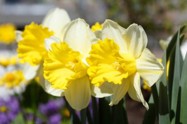 Bir bahçedeki nergislerin (Narcissus Pseudonarcissus) seçicisi.