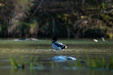 Su yüzeyindeki erkek yaban ördeği. Anas platyrhynchos.